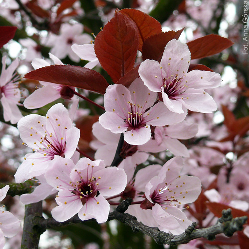 Śliwa ałycza, Prunus cerasifera, kwiaty