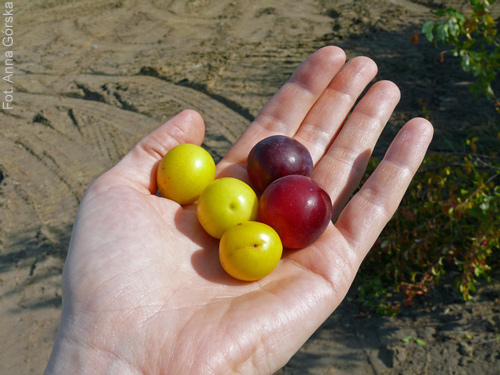 Śliwa ałycza, Prunus cerasifera, owoce