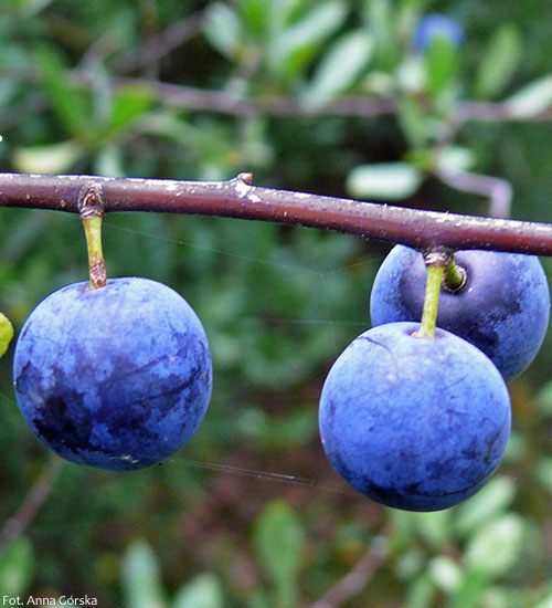 Śliwa tarnina, Prunus spinosa, owoce