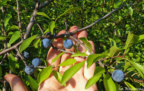 Śliwa tarnina, Prunus spinosa, owoce