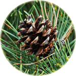 Sosna górska, kosodrzewina, Pinus mugo, szyszka