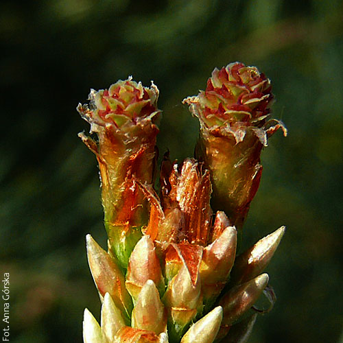 sosna pospolita, Pinus sylvestris, kwiat żeński