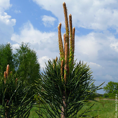 sosna pospolita, Pinus sylvestris, młode pędy