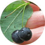 Suchodrzew czarny, wiciokrzew czarny, Lonicera nigra, owoce