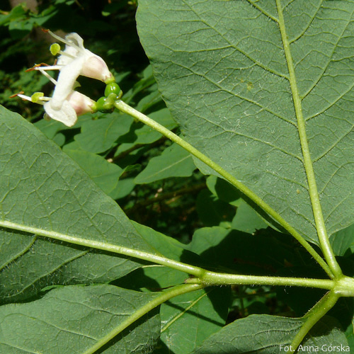 Suchodrzew czarny, wiciokrzew czarny, Lonicera nigra, kwiaty