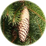Świerk pospolity, Picea abies, szyszka