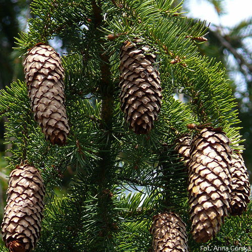 Świerk pospolity, Picea abies, szyszka