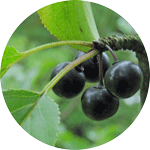 Szakłak pospolity, Rhamnus cathartica L., owoce