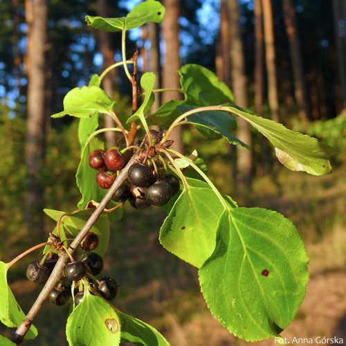 Szakłak pospolity, Rhamnus cathartica L., owoce i liście