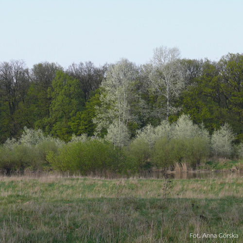 Topola biała, Populus alba, odrosty korzniowe