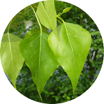 Topola czarna,sokora, sokorzyna, jasikor, topola nadwiślańska, Populus nigra, liść