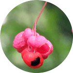 Trzmielina brodawkowata, Euonymus verrucosus, owoc