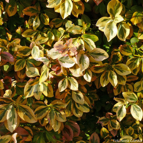 Trzmielina pnąca, trzmielina Fortune’a, Euonymus fortunei, liście na jesieni