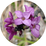 Wawrzynek wilczełyko, Daphne mezereum, kwiat