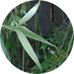 Wierzba biała, Salix alba, liście