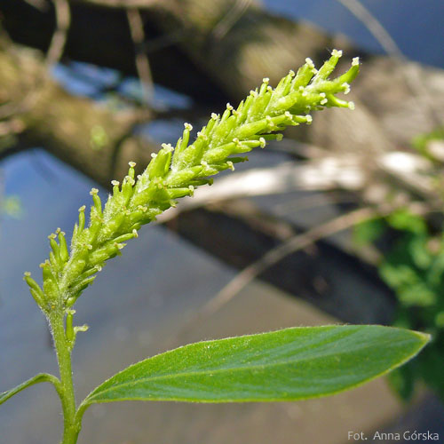 Wierzba biała, Salix alba, kwiat żeński