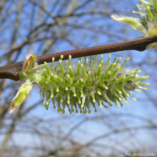 Wierzba iwa, Salix caprea, kwiat żeński