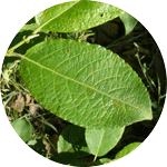Wierzba iwa, Salix caprea, liść