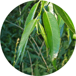 Wierzba krucha, Salix fragilis, liście