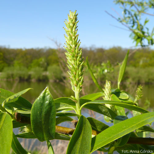 Wierzba krucha, Salix fragilis, kwiat żeński