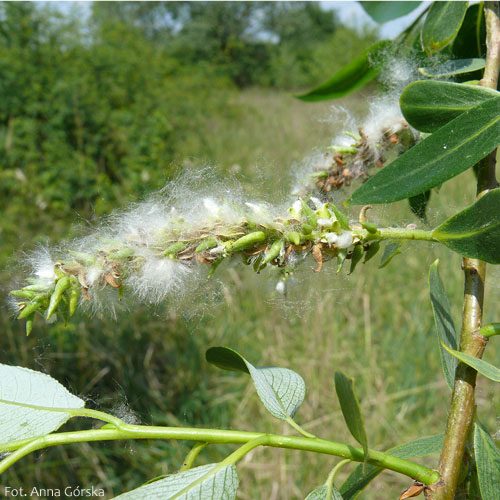 Wierzba biała, Salix alba, owoce