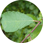Wierzba uszata, łozina, Salix aurita, liść