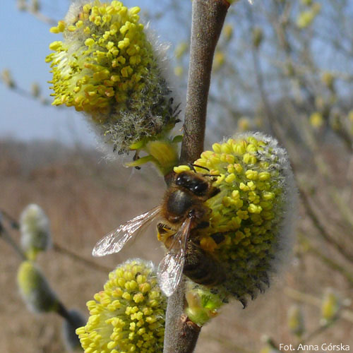 Wierzba uszata, łozina, Salix aurita, kwiaty zapylane przez pszczołę