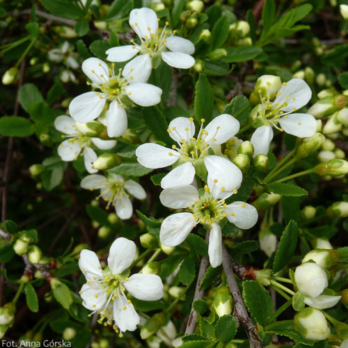 Wiśnia karłowata, wisienka stepowa, Prunus fruticosa, kwiaty