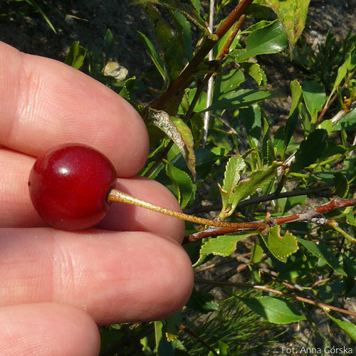 Wiśnia karłowata, wisienka stepowa, Prunus fruticosa, owoce