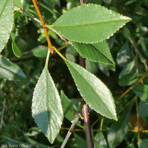 Wiśnia karłowata, wisienka stepowa, Prunus fruticosa, liście długopędu