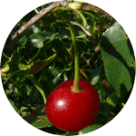 Wiśnia karłowata, wisienka stepowa, Prunus fruticosa, owoc