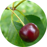 Wiśnia pospolita, Prunus cerasus, owoc