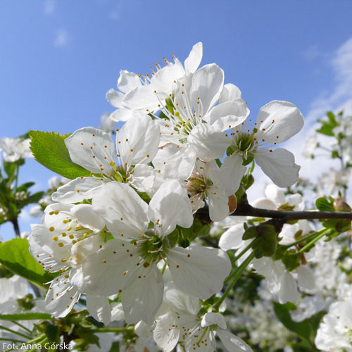 Wiśnia pospolita, Prunus cerasus, kwiaty