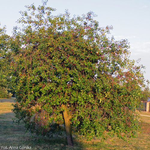 Wiśnia pospolita, Prunus cerasus, pokrój