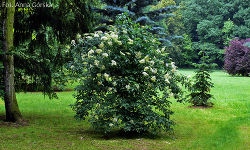 bez czarny, Sambucus nigra, pokrój