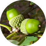 Dąb bezszypułkowy, Quercus petraea, niedojrzałe owoce