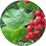 Jarząb nieszpułkowy, Sorbus chamaemespilus, liście i owoce