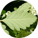 Jarząb pospolity, jarzębina, Sorbus aucuparia L., owoce