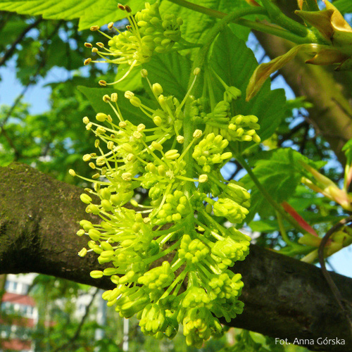 Klon jawor, Acer pseudoplatanus, kwiaty
