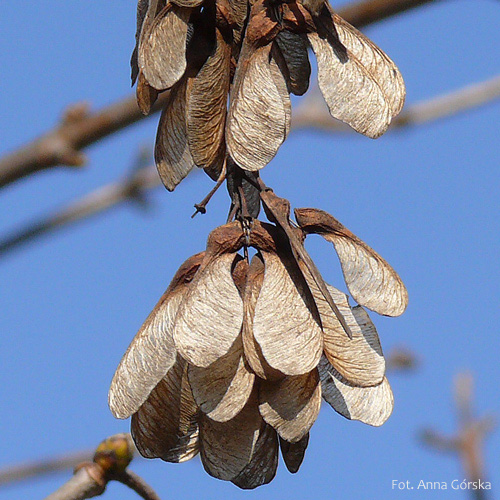 Klon jawor, Acer pseudoplatanus, owoc