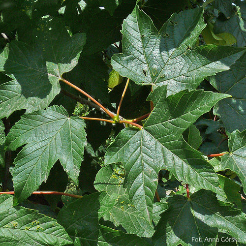 Klon jawor, Acer pseudoplatanus, liście