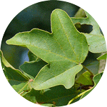 Klon polny, paklon, Acer campestre, liść