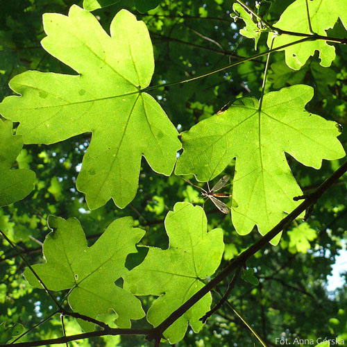 Klon polny, paklon, Acer campestre, liście