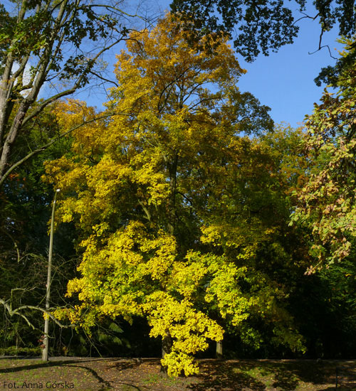 Klon polny, paklon, Acer campestre, pokrój na jesieni