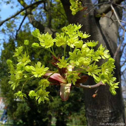 Klon pospolity, Acer platanoides, kwiaty