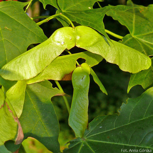 Klon pospolity, Acer platanoides, owoc