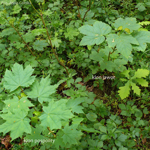 Klon pospolity, Acer platanoides, liście