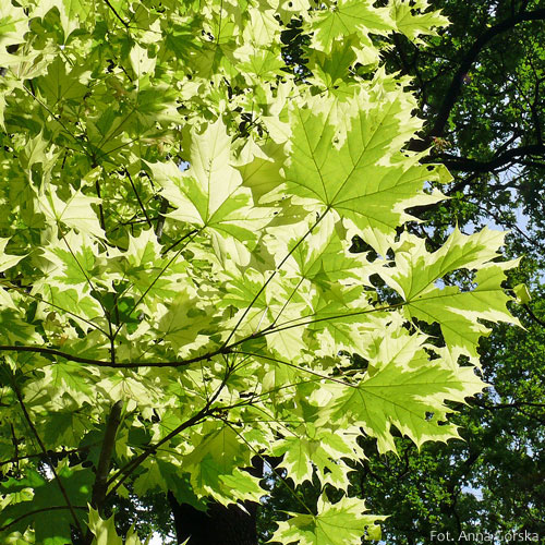 Klon pospolity, Acer platanoides, liście dwukolorowe